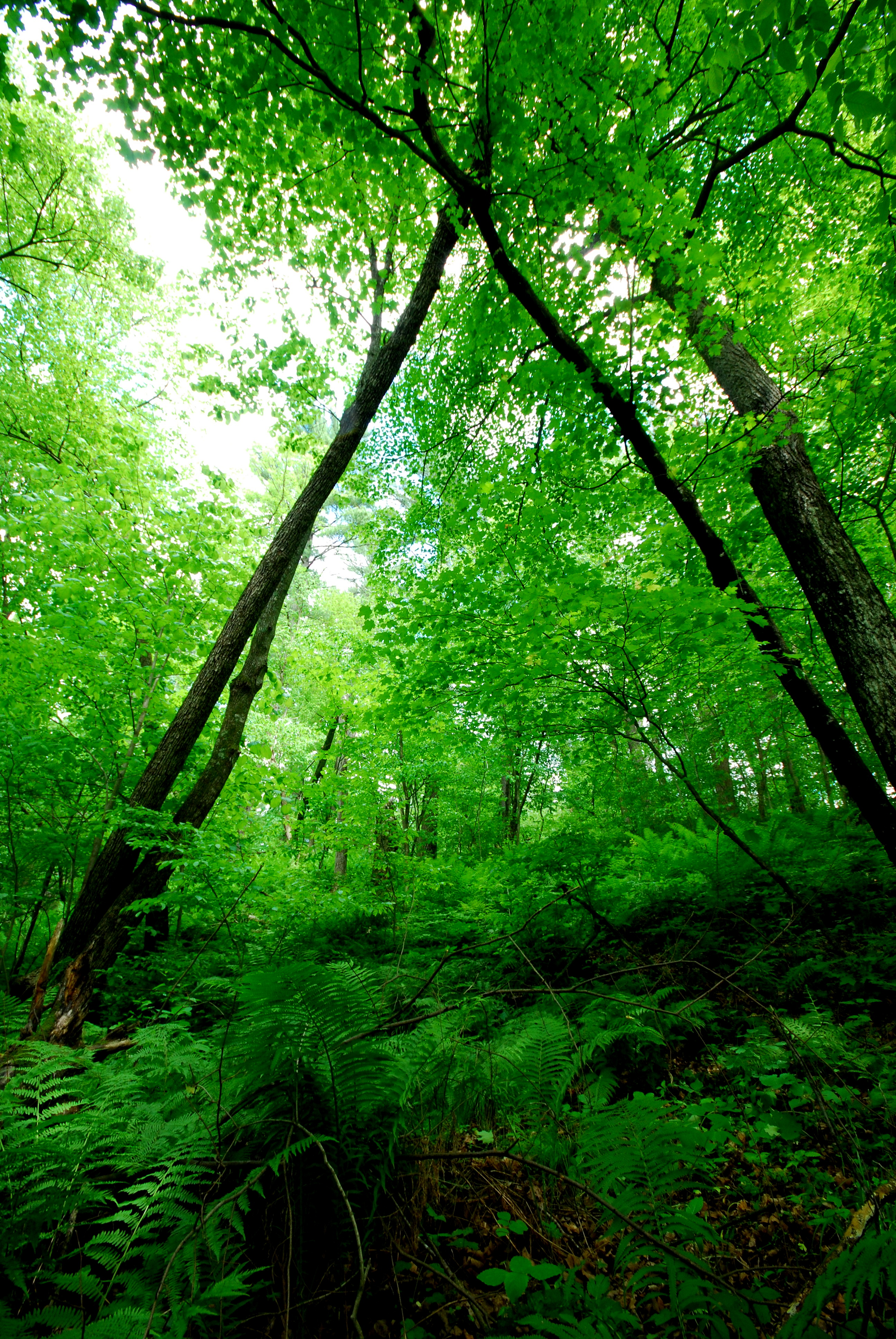 typical forest view- vert