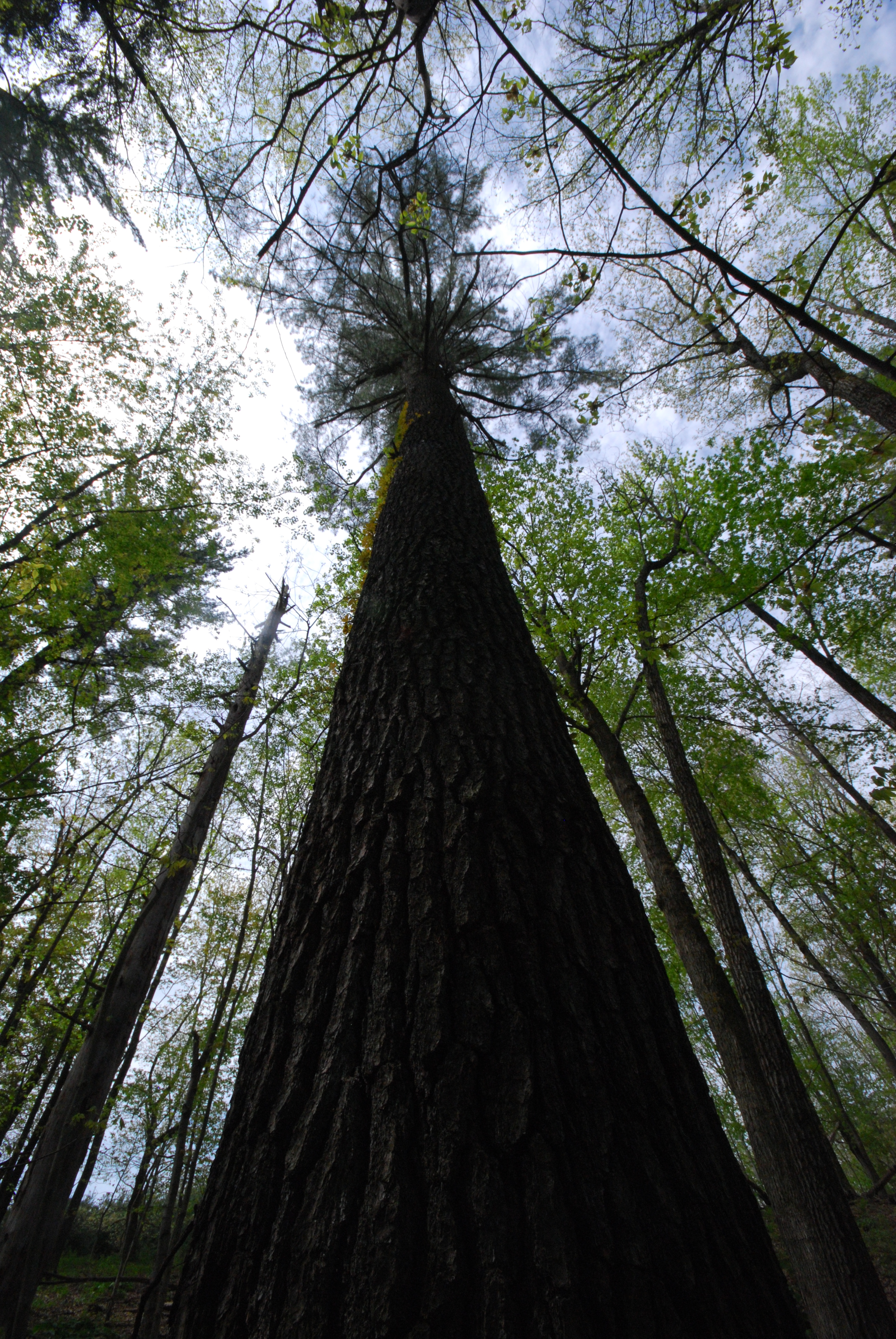 This site is characterized by large white pines and red oaks