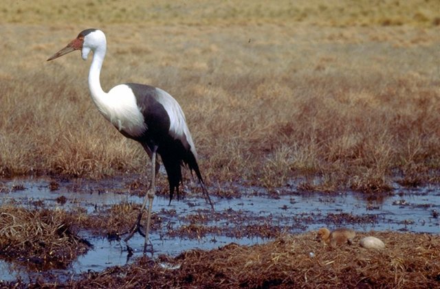 African wattled crane and nest (Photo: International Crane Foundation)
