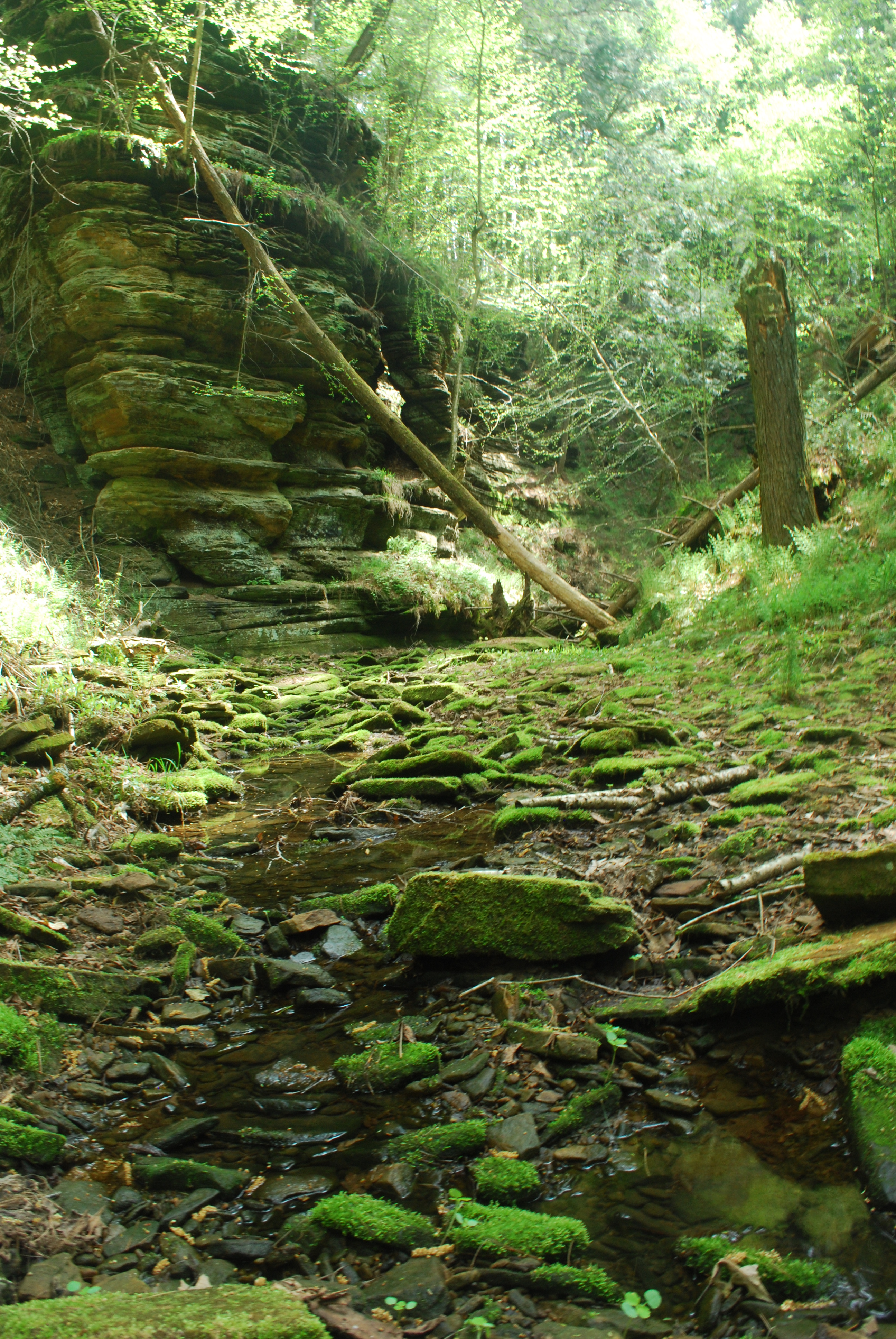 a typical glen within the property (Photo: Joshua Mayer)