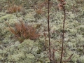 Bauer Brockway Barrens State Natural Area