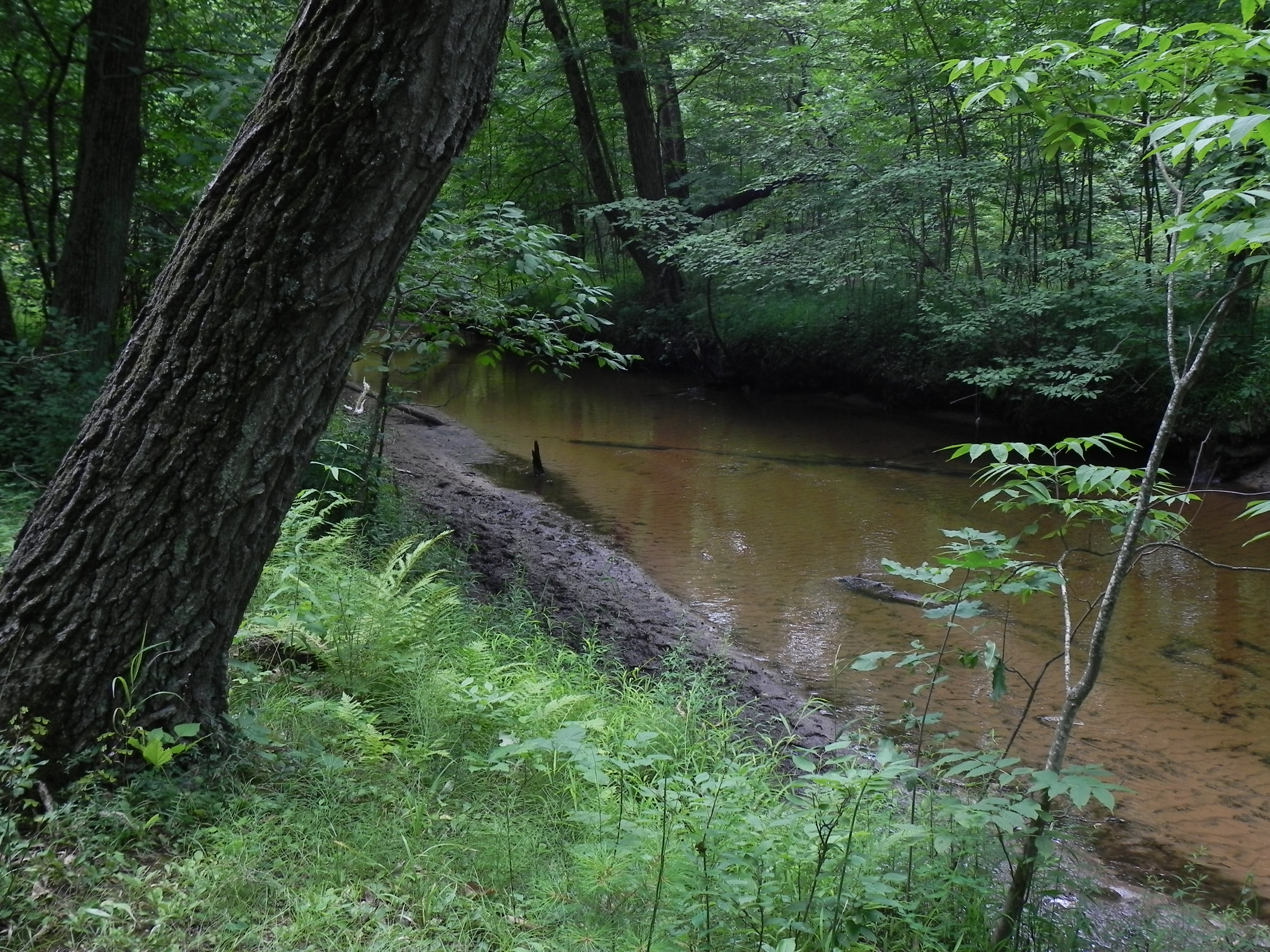Carter Creek within Roche-a-Cri State Park is a trout stream