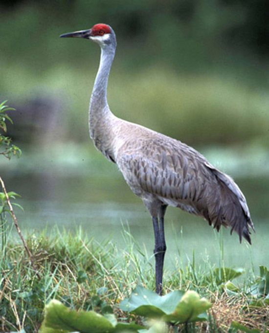 Sandhill Crane, Photo courtesy of Wisconsin Rapids Convention & Visitors Bureau