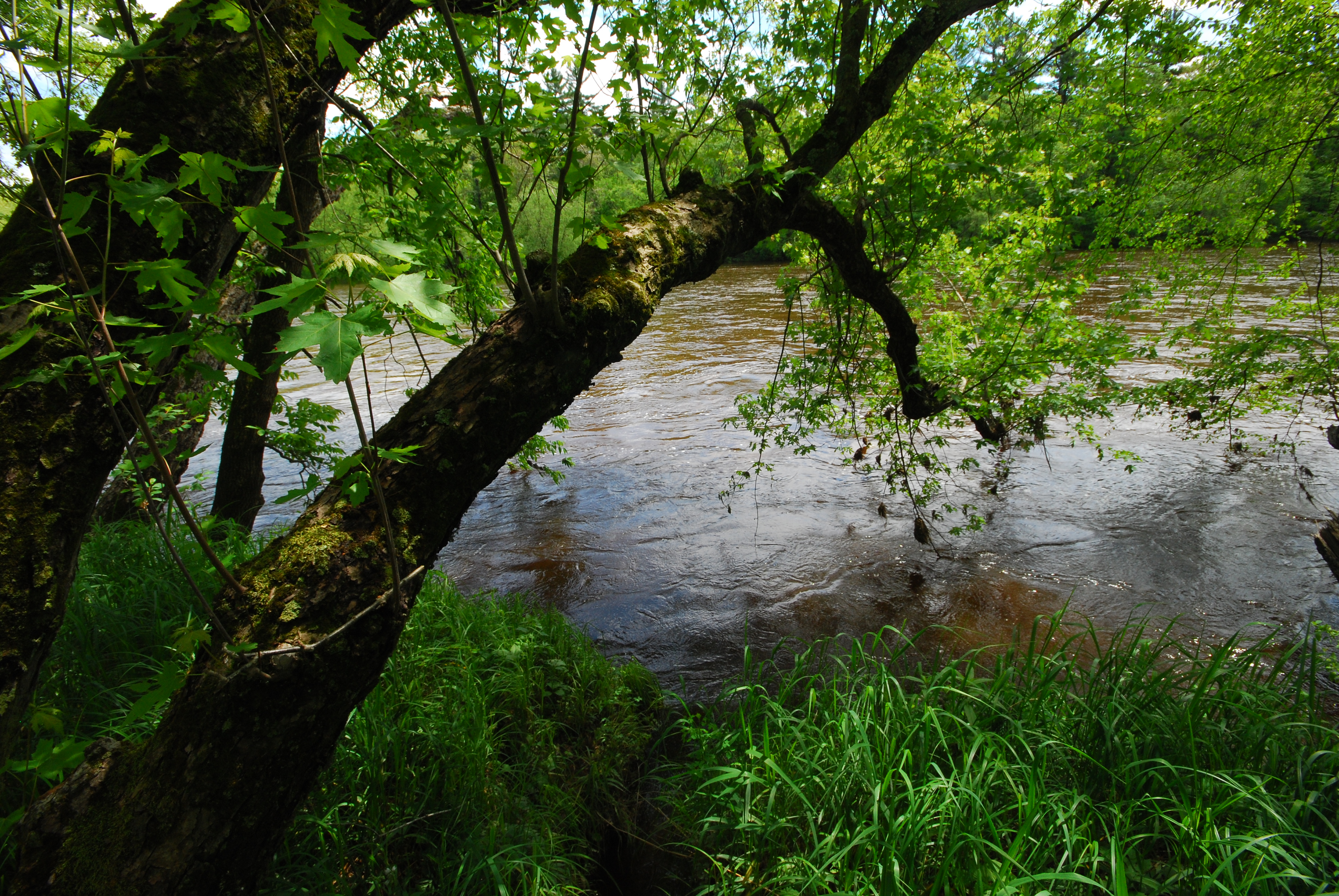Upper Black River SNA (Photo: Joshua Mayer)
