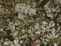 Bauer Brockway Barrens State Natural Area