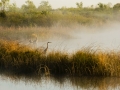 Morning Marsh - Cranberry Highway