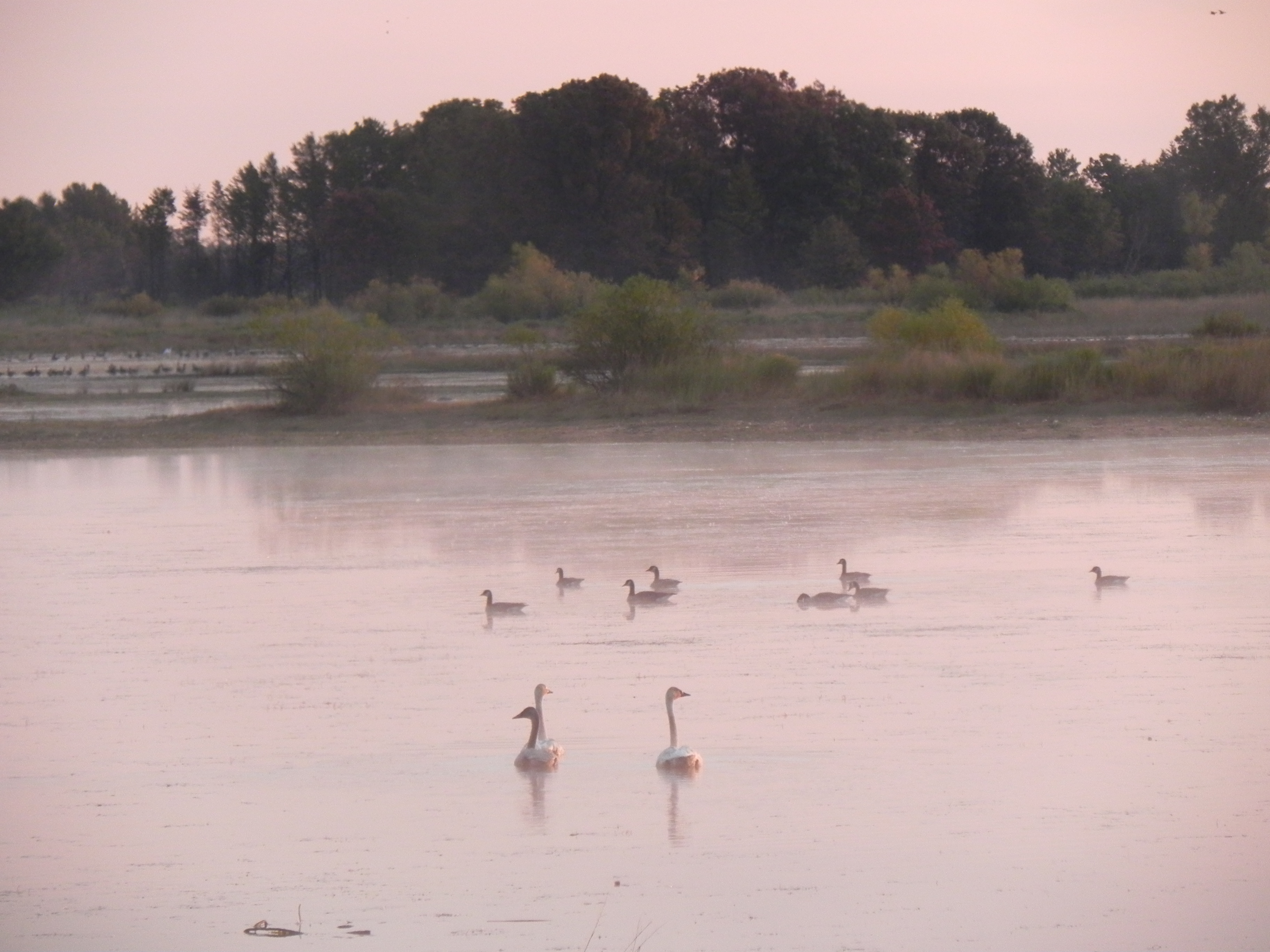 Trumpeter Swans and geese