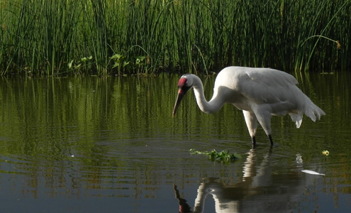 Whooping Crane