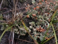 Bauer Brockway Barrens State Natural Area
