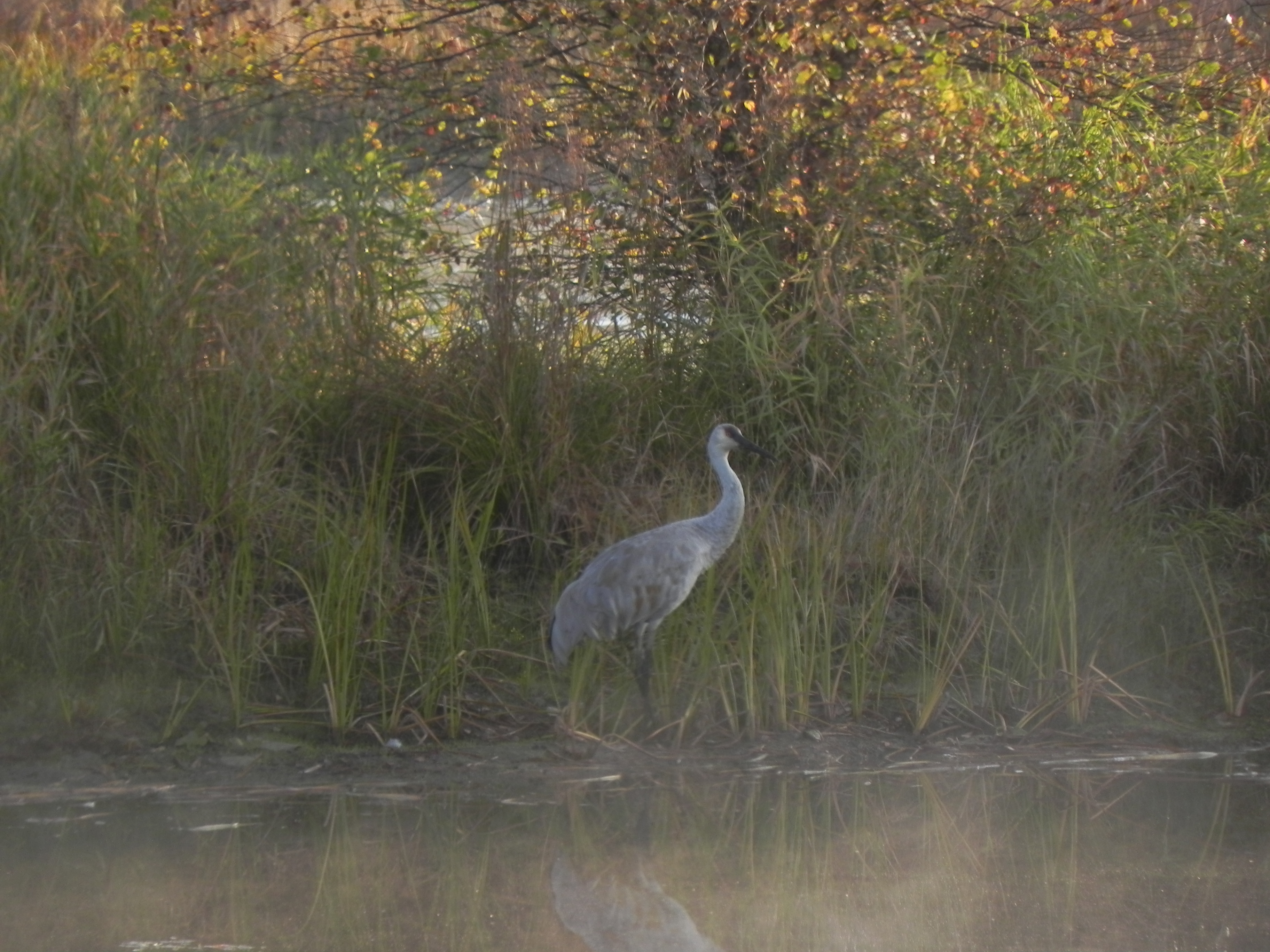 Sandhill Crane