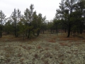 Bauer Brockway Barrens State Natural Area