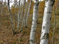 paper-birch-grove-sandhill-wildlife-area-photo-courtesy-of-wisconsin-rapids-convention-visitors-bureau